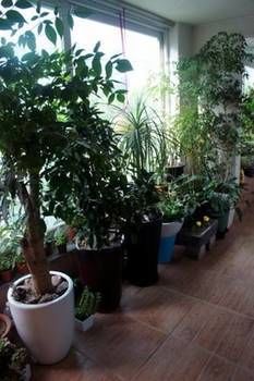 Denis's House